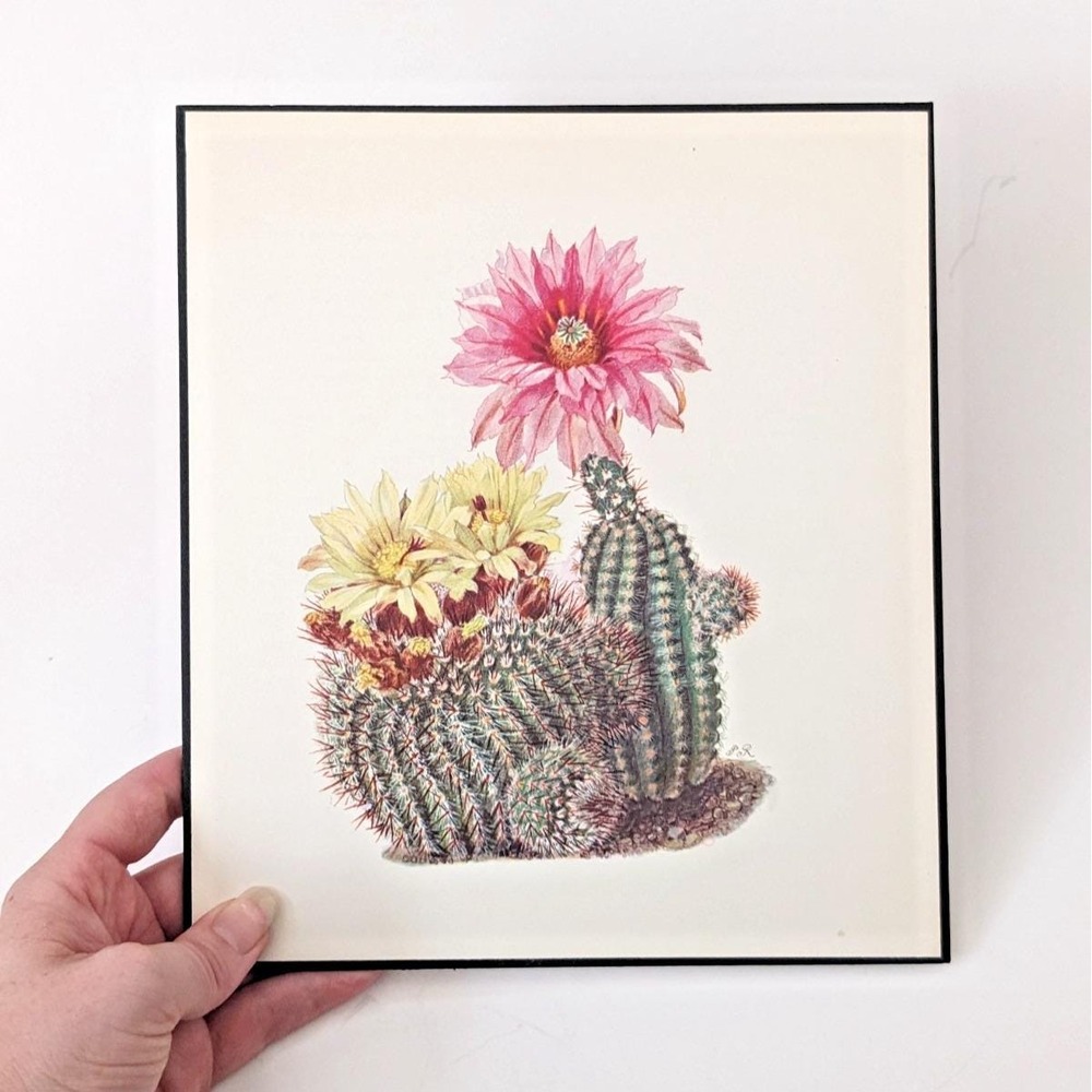 Vintage 1960s Cactus Botanical Book Plate Print Pink Yellow Blooming Desert Art